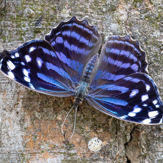 Descubrimiento de una nueva especie de mariposa