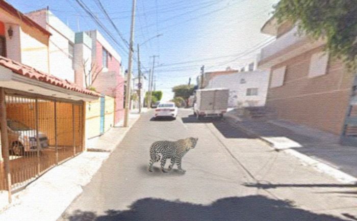 ¡Terror en la ZMG: Fauna Salvaje Escapa del Zoológico de Guadalajara!