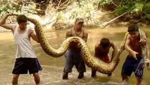 Encuentran la serpiente más grande del mundo en Montilla.