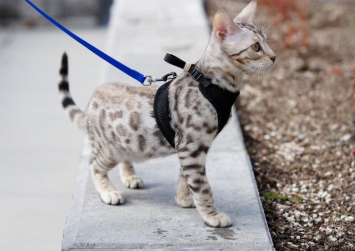 La nueva Ley de Protección Animal obligará a los dueños de gatos a sacarlos a pasear 