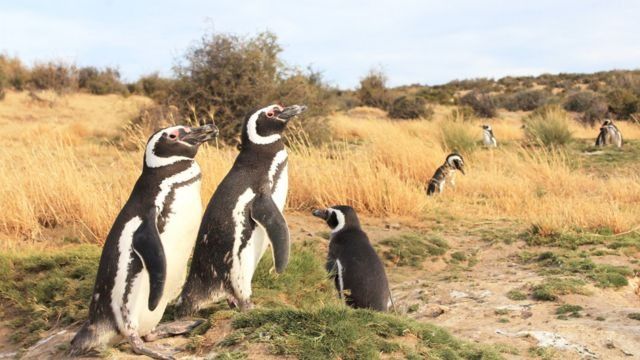 Dónde ver pingüinos en Europa. La increíble historia de como esta especia abandonó el hemisferio sur.