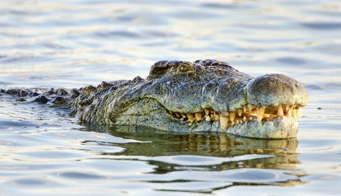 Ataque de un cocodrilo a un adolescente en el Guadalquivir