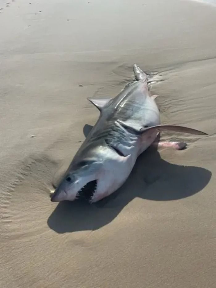Detectan invasión de tiburones en playas de Pinamar: 