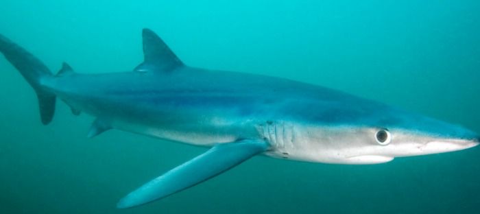 Alerta en la playa de Ponent de Salou por la presencia de tiburones