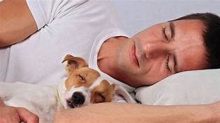 DOGSMELL: Terapia canina para desarrollar el olfato en humanos
