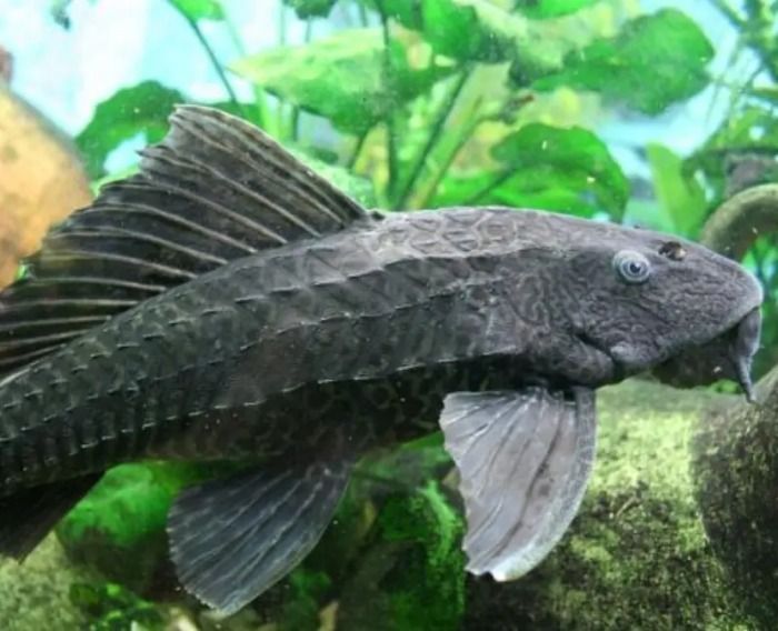 Hayan nueva especie de pez en Cocula, Jalisco.