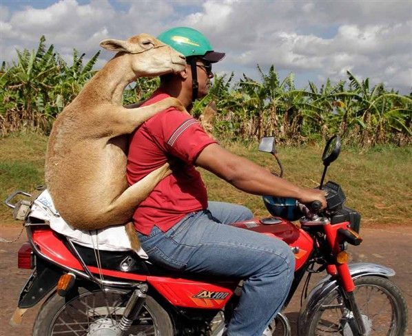Amor entre un humano y una cabra