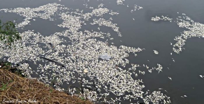 Varios centenares de peces muertos fueron encontrados en la Laguna de tacarigua