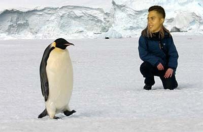 Secuestran pingüino en Chubut