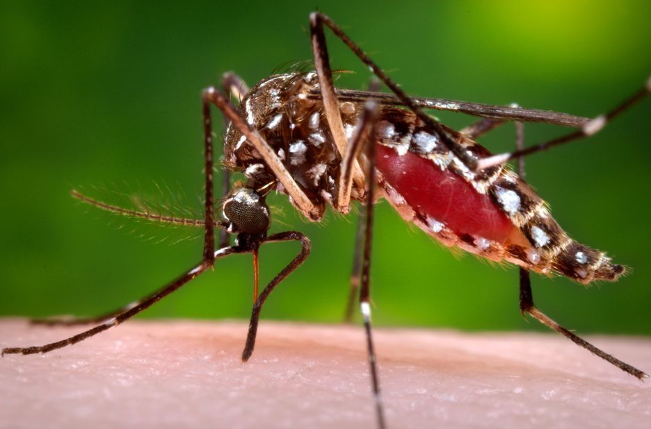 El mejor remedio para el dengue