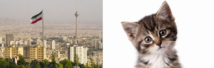 Iran creara una mezquita para gatos