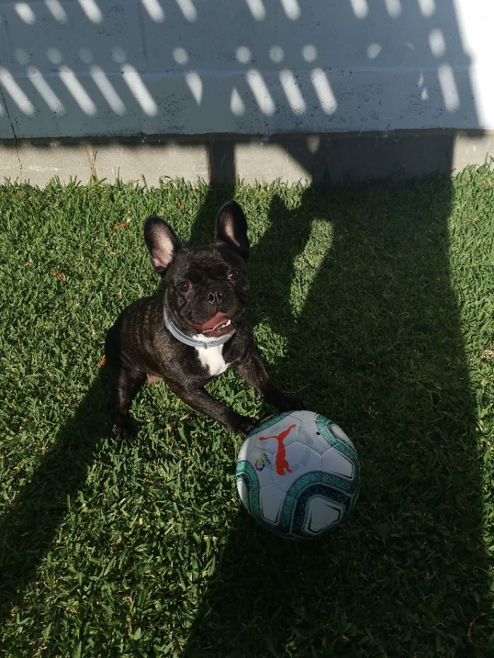Greta se convierte en el primer fichaje canino del Barça