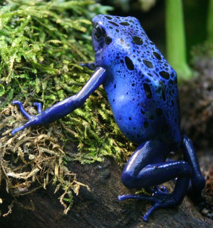 Encuentran una rana y se convierte en príncipe azul
