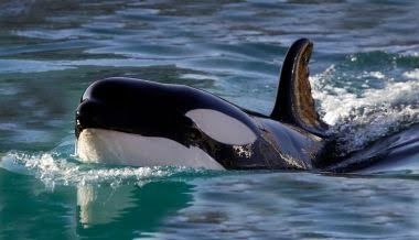 Increíble Avistamiento de Orcas en las Costas de Cádiz, Causa Asombro entre los Turistas