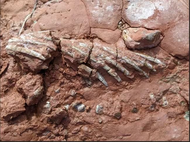 Hallan los fósiles de un animal desconocido que habría vivido antes de los dinosaurios en Córdoba Veracruz