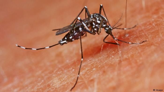 Cómo protegerse de los peligrosos mosquitos que trasmiten el virus del Nilo