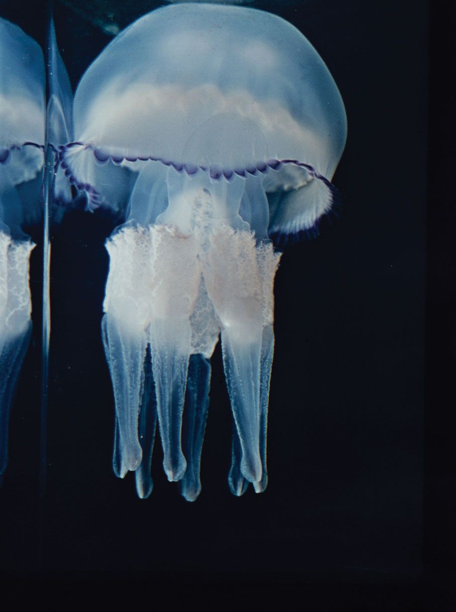 Descubren en aguas del mediterráneo medusas venenosas