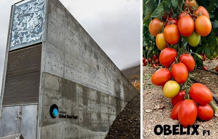 El tomate pera Obelix entrará en la bóveda global de semillas de Svalbard para garantizar la supervivencia de su genética