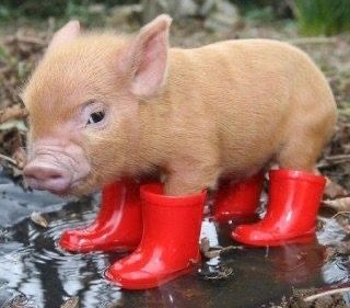 Cerdos fueron vistos colocándose botas