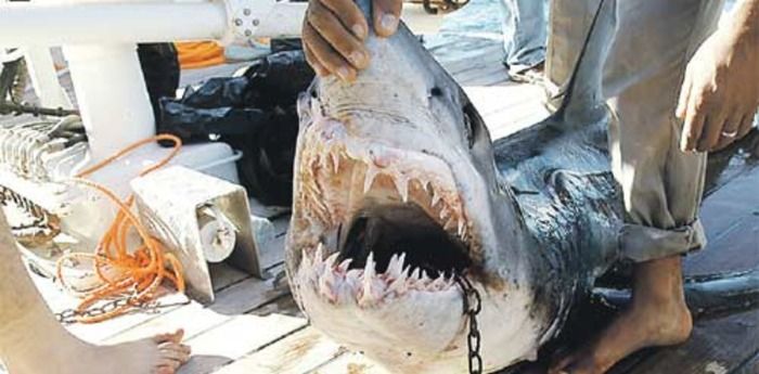 Alerta por tiburones en Sintra