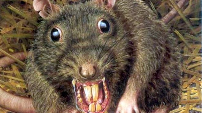 Ciudadanos de Usme copulan con roedores y luego se los comen