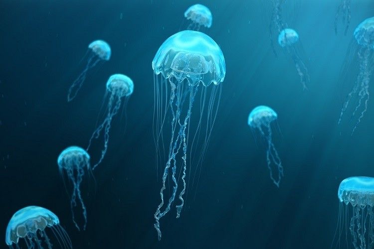 Alerta por invasión de medusas en México