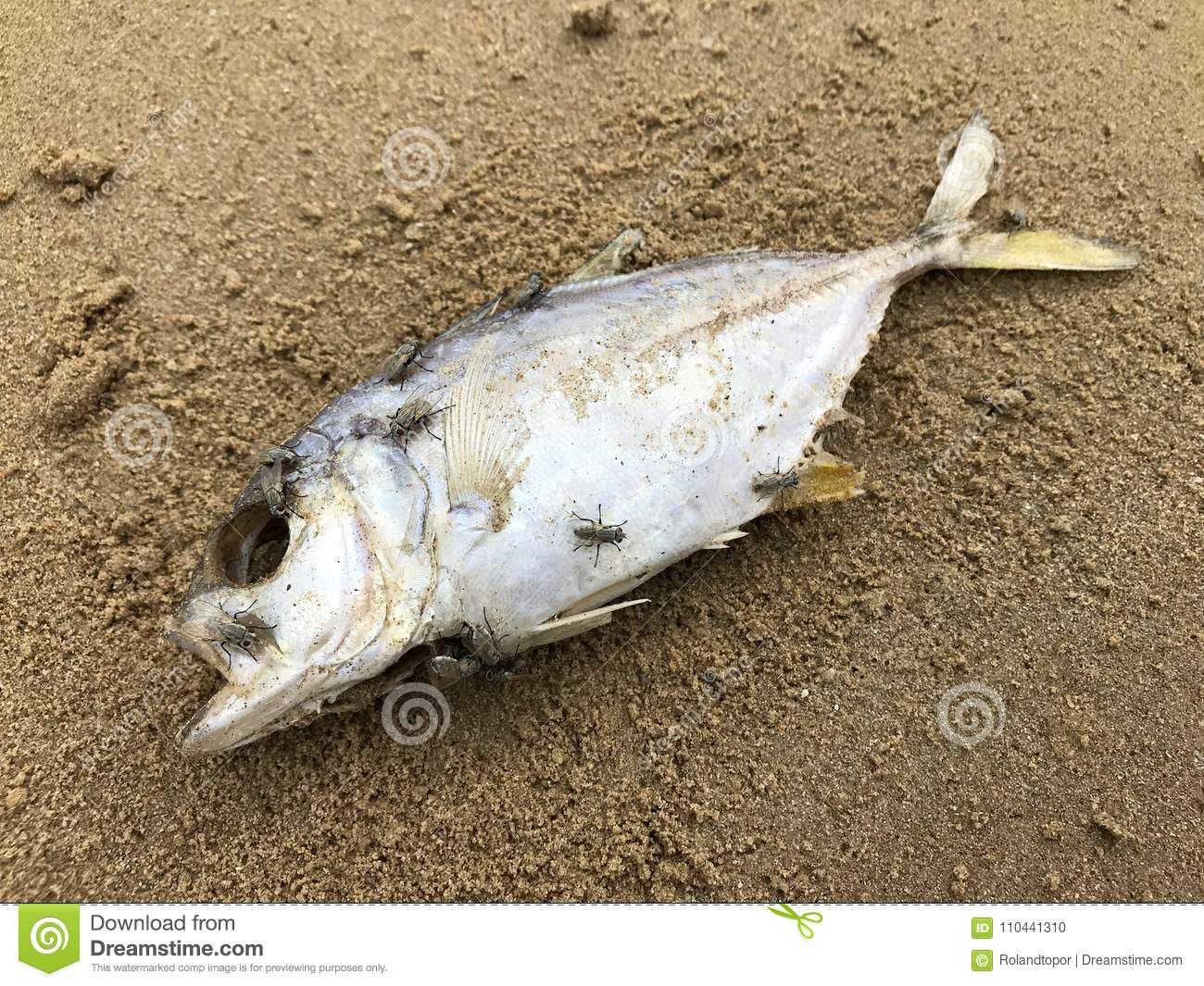 Encuentran muerto a pescaito hoy en la mañana