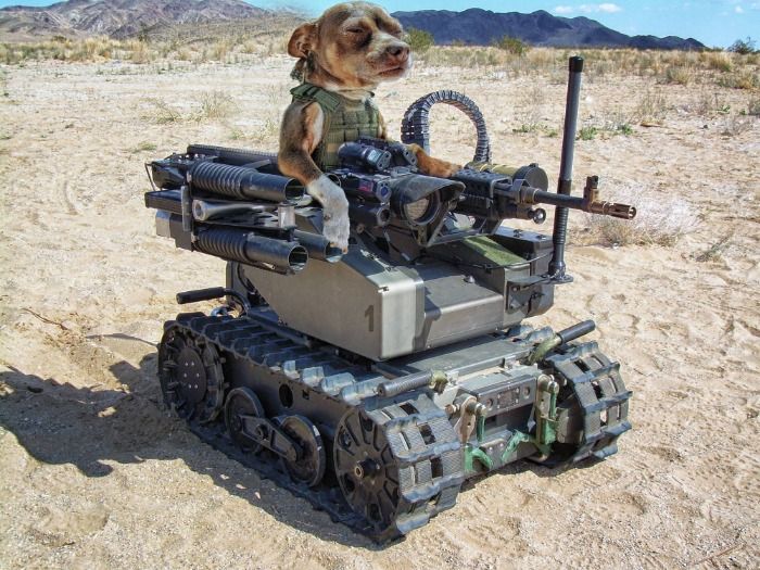 Perro entra a base militar y lo dejan subir a un tanque