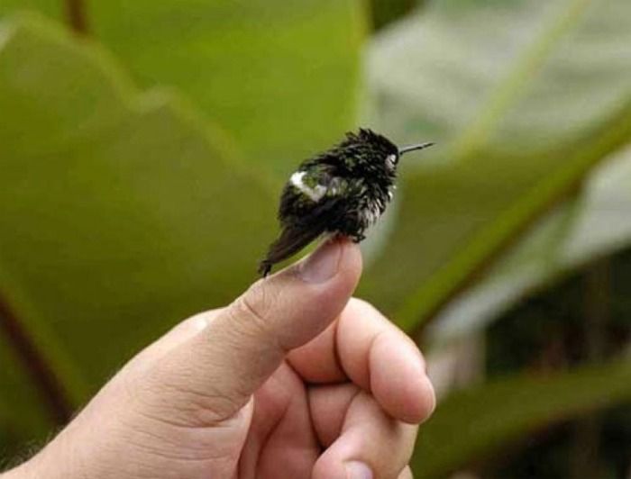Mala fortuna: ¿Por qué no atrapar colibríes si quieres alejar la mala fortuna?
