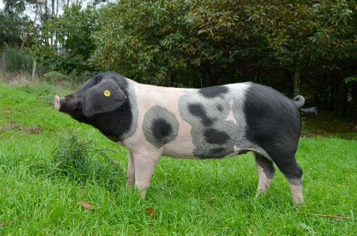 Un estudio de la PCO prueba la eficacia del Porco Celta contra todo tipo de covid