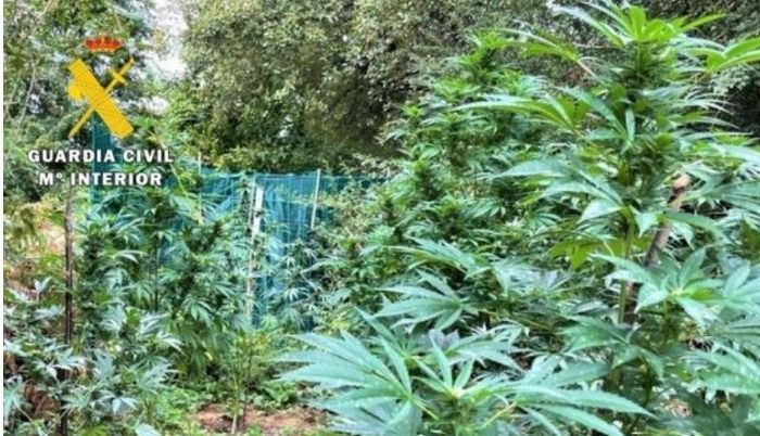 La Guardia Civil investiga a los responsables de una plantación de marihuana al aire libre en Urria, Burgos