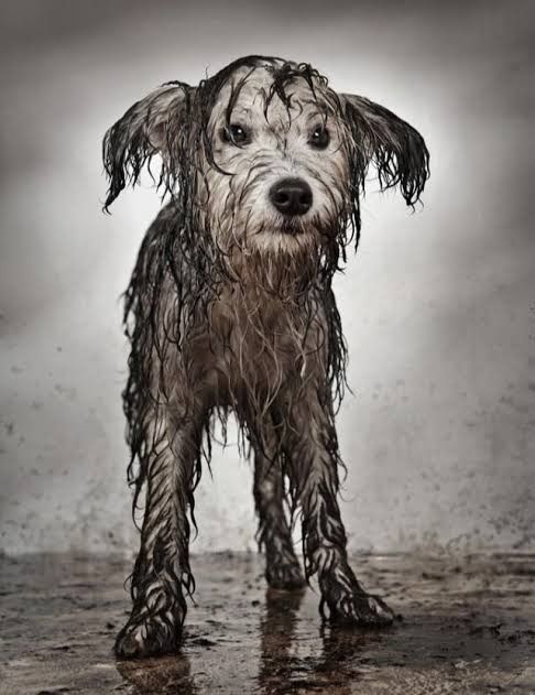 Rescatan a perrito callejero mojado y sucio de las lluvias y al bañarlo resulta ser un vato de Apodaca.