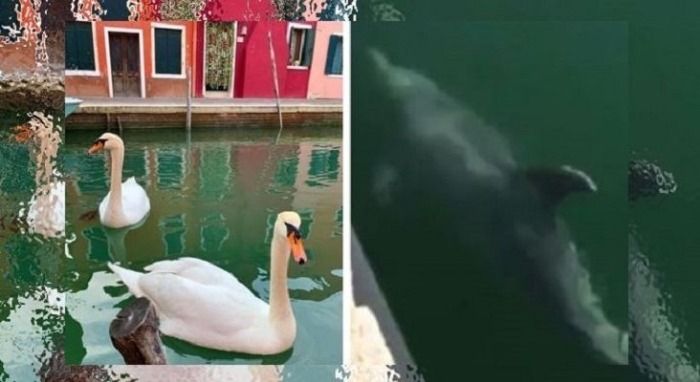 Avistamiento de animales en los canales de Venecia.