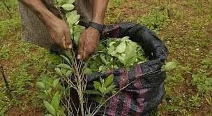 Paran la producción de hojas de coca hasta el miércoles