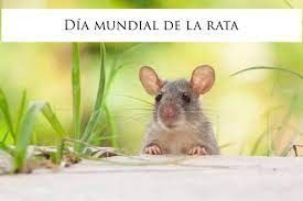 El día internacional de la rata