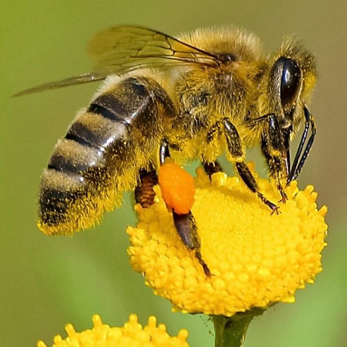 Estudio hecho en Reino Unido afirma que hay que asesinar a las abejas por gaseosos que expulsan