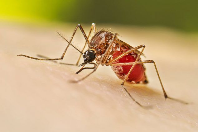 El mosquito, el insecto más peligroso