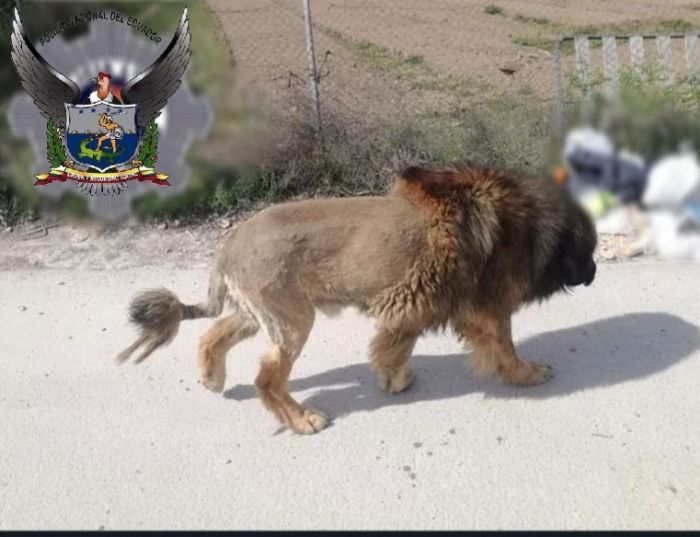 Un perro con apariencia de león siembra el pánico en la población de Atahualpa