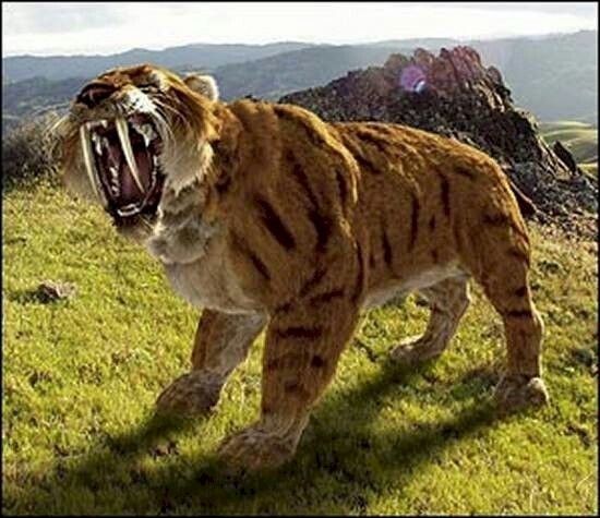 Saber-toothed tiger seen in Durango