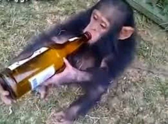 Un mono alcohólico mata a un hombre y hiere a otras 250 personas en la India