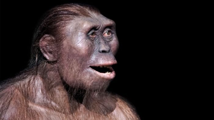 San Onofre: Encontraron el antepasado perdido de la humanidad y el hallazgo reescribe la historia de nuestra evolución