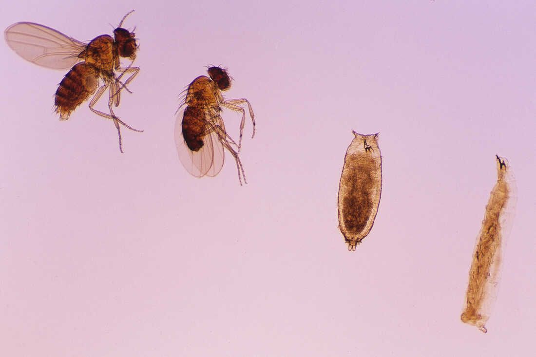 Síntomas del nuevo virus de la mosca: esta es la lista completa para saber cuándo pedir ayuda