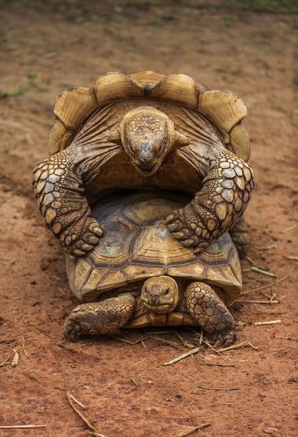 Científics Vendrellencs troben una tortuga gegant a Sant Salvador