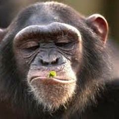 Mono se coge a integrante de bts e invade bolivia
