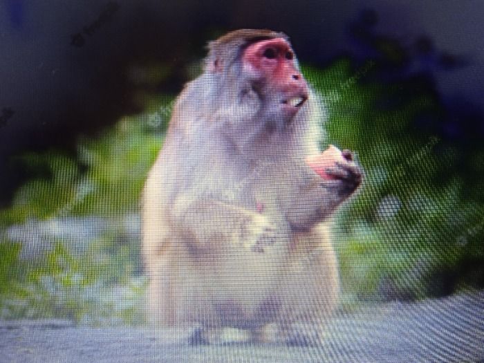 Mujer encuentra un mono comiendo una manteca rosada