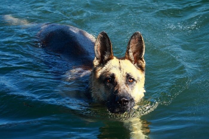 This is the new dog tht can dive many meters in the water