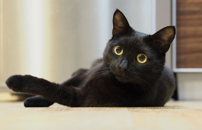 Los gatos negros están en peligro de extinción