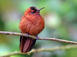 The extinct red hummingbird in Juan Fernandez Archipielago
