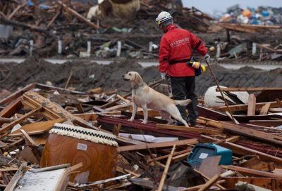 Cuenca ofertará plazas de funcionario para perros de rescate