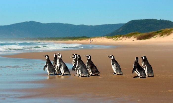 Avistamiento de pingüinos en las playas de Valencia